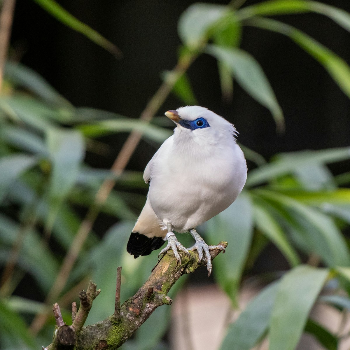 a white bird with blue eyes sitting on a branch