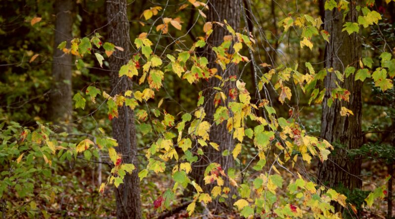 a group of trees that are in the woods