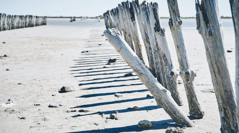 tree logs mounted on sands