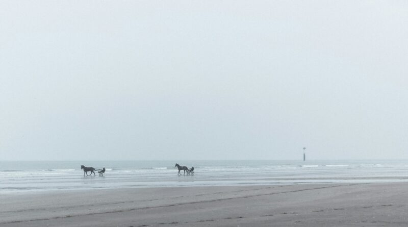 people on beach during daytime