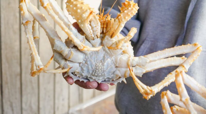 découvrez le marché aux poissons de royan, un véritable trésor pour les amateurs de fruits de mer. explorez une sélection fraîche et locale de poissons, crustacés et spécialités maritimes, tout en profitant de l'atmosphère vivante de ce pittoresque marché de bord de mer.