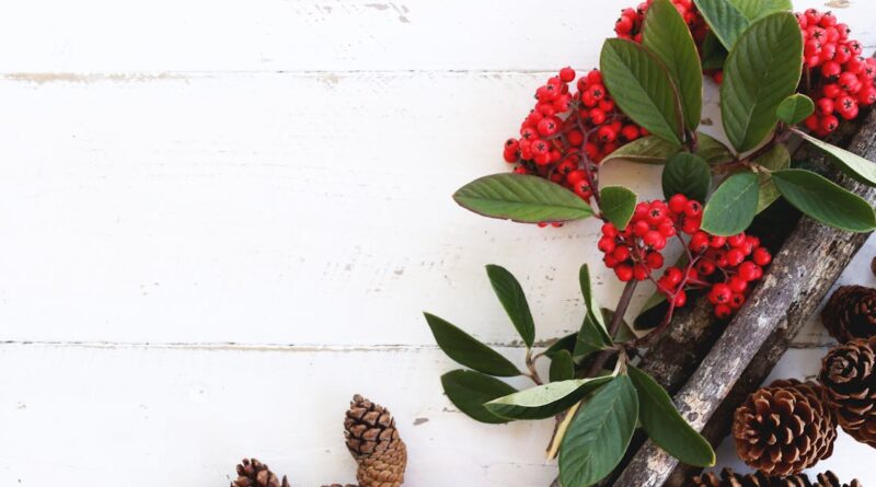 découvrez la magie de noël avec nos idées de décorations, de recettes festives et de cadeaux uniques pour célébrer cette période enchantée. plongez dans l'esprit de noël et partagez des moments inoubliables en famille et entre amis !