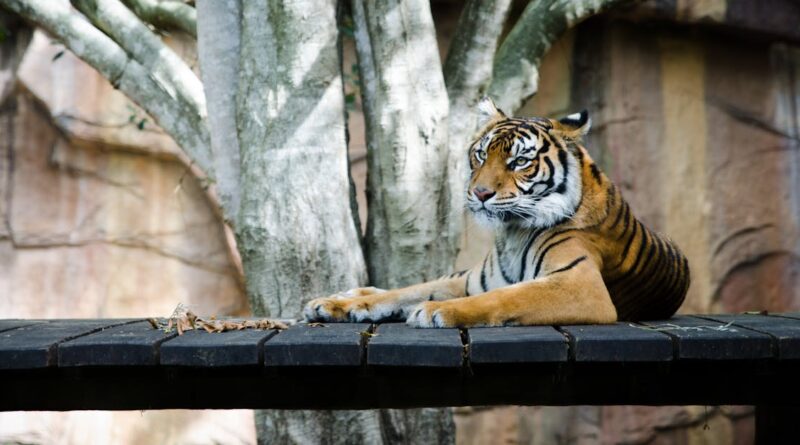 découvrez la magie du monde animal au zoo ! plongez dans une expérience inoubliable en observant des espèces fascinantes, en participant à des activités éducatives et en profitant d'une journée en plein air en famille ou entre amis.