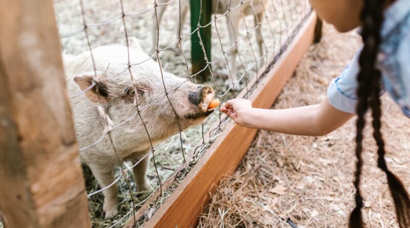 découvrez une ferme éducative exceptionnelle où apprentissage et nature se rencontrent. participez à des activités immersives, explorez la vie agricole et développez vos connaissances sur la faune et la flore dans un cadre convivial.