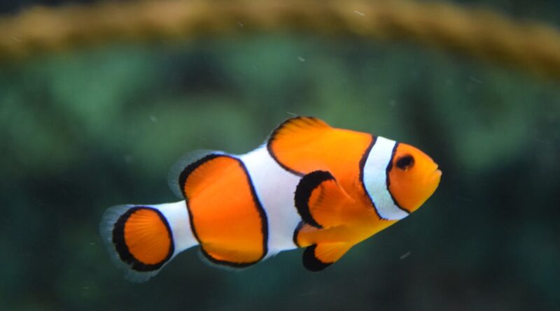 découvrez le monde fascinant de l'aquarium, un espace où la beauté marine prend vie. plongez dans un univers coloré et apaisant, idéal pour les passionnés de poissons et de coraux. apprenez à créer et entretenir votre propre aquarium, tout en explorant des conseils pratiques pour maintenir l'équilibre de votre écosystème aquatique.