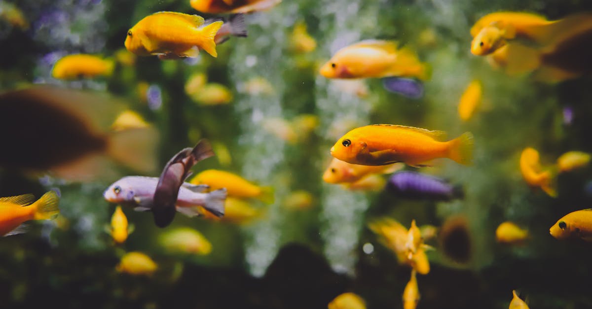 découvrez le monde fascinant des aquariums : des conseils pour choisir, installer et entretenir votre aquarium, ainsi que des idées pour créer des décors enchanteurs et des conseils pour le bien-être de vos poissons.
