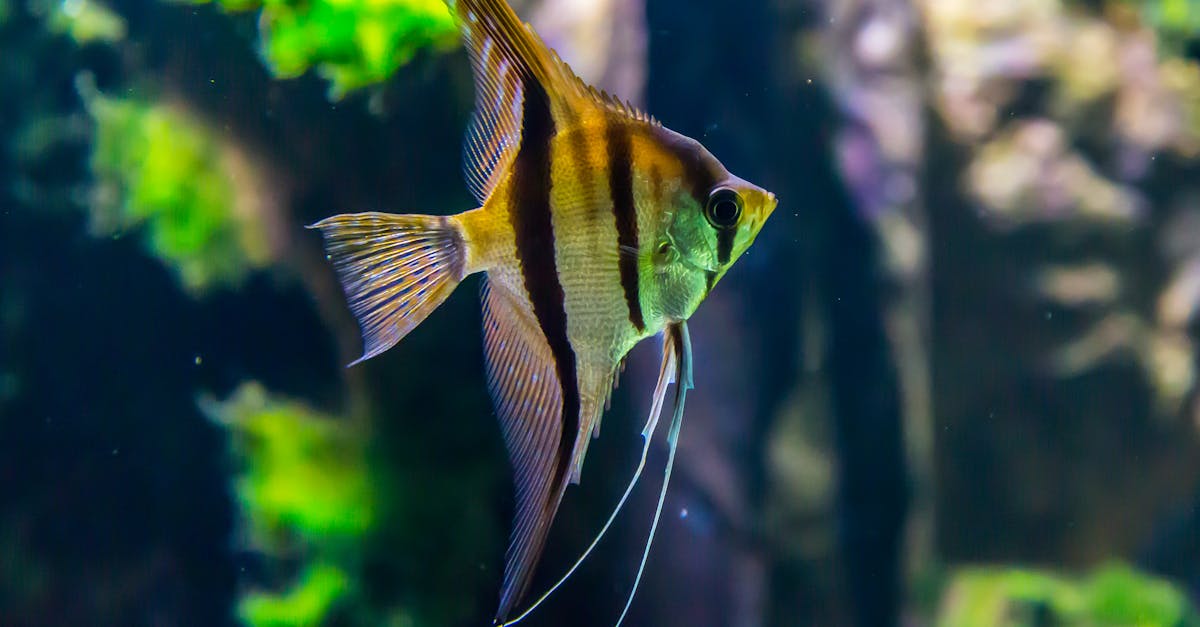 découvrez l'univers fascinant des aquariums ! plongez dans la beauté des écosystèmes marins et d'eau douce, apprenez à entretenir votre aquarium et à choisir les meilleures espèces de poissons. transformez votre espace de vie en un havre de paix aquatique.