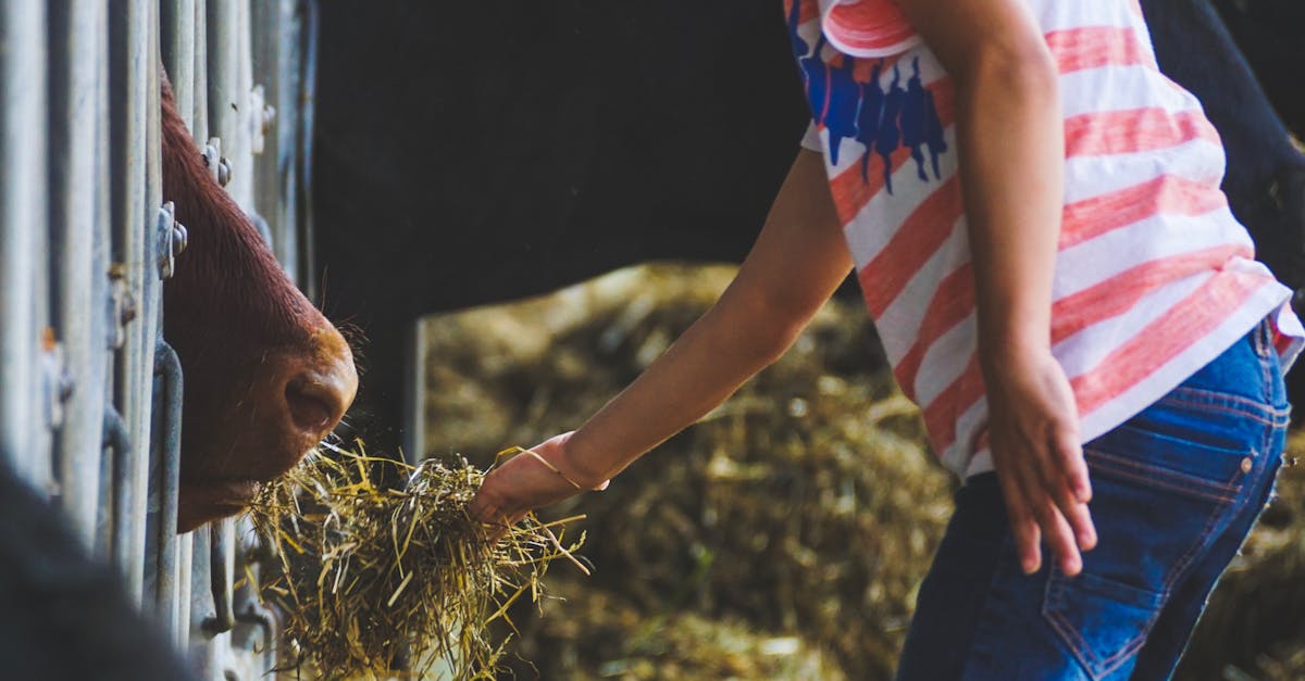 découvrez notre ferme éducative, un espace unique pour apprendre sur l'agriculture, la nature et le bien-être animal. participez à des ateliers interactifs, rencontrez nos animaux et explorez les différentes cultures. une expérience enrichissante pour petits et grands, idéale pour les sorties scolaires ou en famille.
