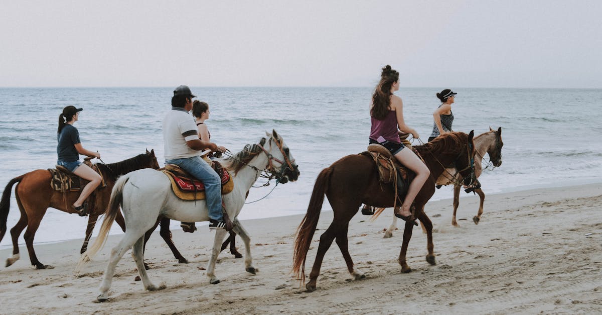 découvrez la beauté de l'équitation à travers des balades à cheval inoubliables. que vous soyez novice ou cavalier expérimenté, nos randonnées équestres vous plongeront au cœur de paysages magnifiques tout en partageant des moments uniques avec nos chevaux. rejoignez-nous pour une aventure à cheval qui éveillera vos sens et apaisera votre esprit.