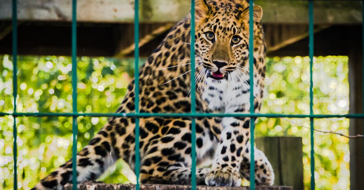 découvrez le monde fascinant des animaux au zoo : une expérience éducative et divertissante pour toute la famille. admirez la diversité des espèces, participez à des activités interactives et apprenez l'importance de la conservation.