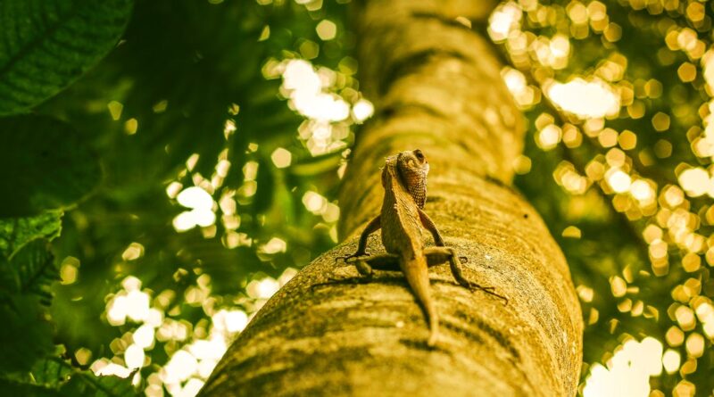 découvrez la beauté et la biodiversité des forêts indiennes, un écosystème fascinant abritant une faune et une flore uniques. explorez les paysages envoûtants, la culture riche et les aventures inoubliables dans les forêts d'inde.