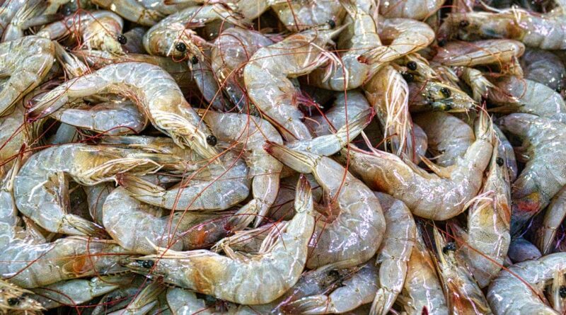 découvrez les producteurs locaux qui mettent en valeur le savoir-faire artisanal et les produits de qualité de notre région. soutenez l'agriculture durable et savourez des produits frais directement de la ferme à votre table.