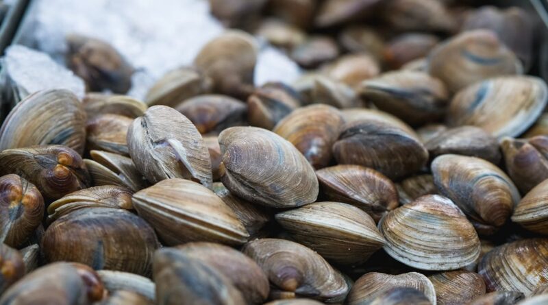 découvrez l'univers fascinant des huîtres : un délice marin riche en saveurs, en biodiversité et en traditions culinaires. apprenez tout sur les différentes variétés, leurs bienfaits pour la santé et les meilleures façons de les déguster.
