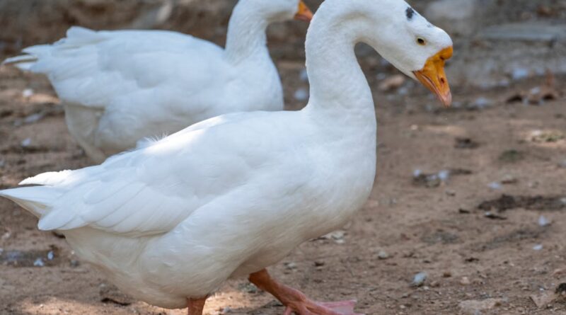 découvrez le parc animalier ferme, un lieu enchanteur où les enfants et les adultes peuvent interagir avec des animaux de la ferme, explorer la nature et s'amuser en famille. profitez d'activités pédagogiques, de balades à poney et d'événements saisonniers tout au long de l'année.