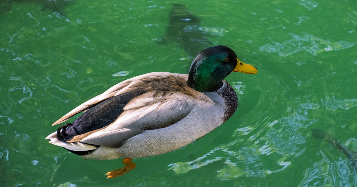 découvrez le parc animalier de la ferme, un lieu idéal pour toute la famille où petits et grands peuvent rencontrer des animaux de la ferme, participer à des activités ludiques et éducatives, et profiter de la nature. une expérience inoubliable au cœur de la campagne !