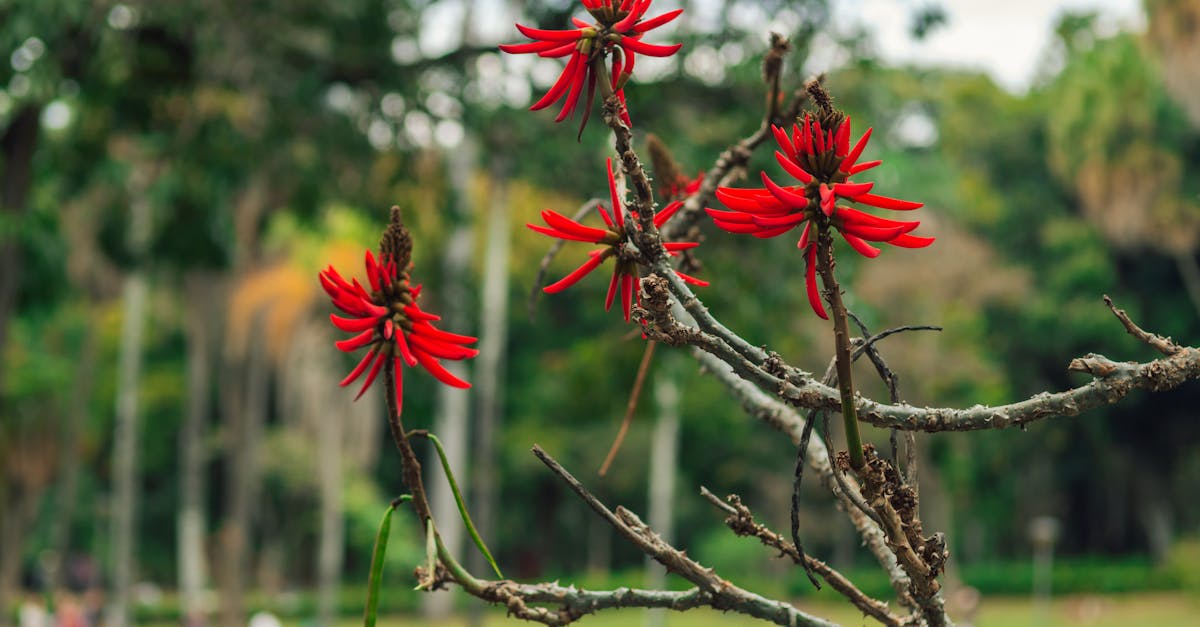 découvrez gally, un espace dédié à la nature et au bien-être, où la diversité des plantes et des fleurs s'épanouit. explorez nos offres de jardinage, ateliers et événements tout en vous immergeant dans un environnement relaxant et inspirant.