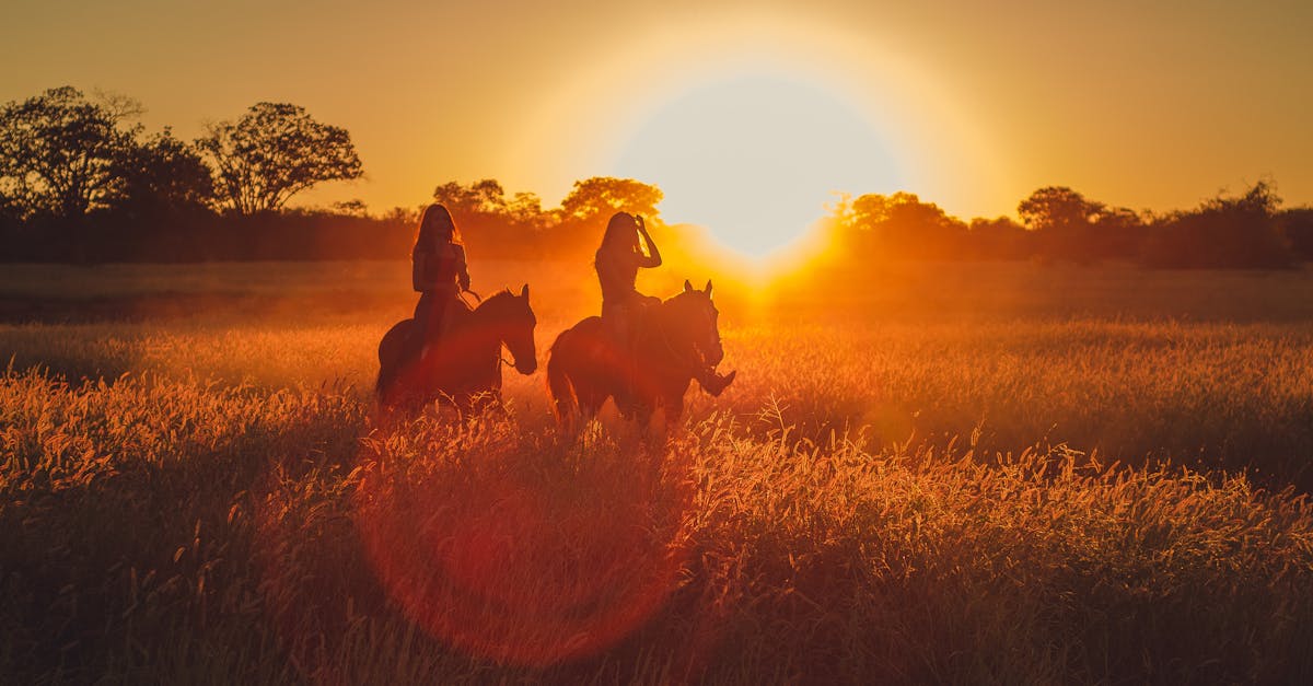 découvrez les joies de l'équitation avec nos promenades à cheval inoubliables. que vous soyez débutant ou cavalier expérimenté, profitez de paysages magnifiques tout en apprenant à maîtriser l'art du cheval. réservez dès maintenant votre aventure équestre!