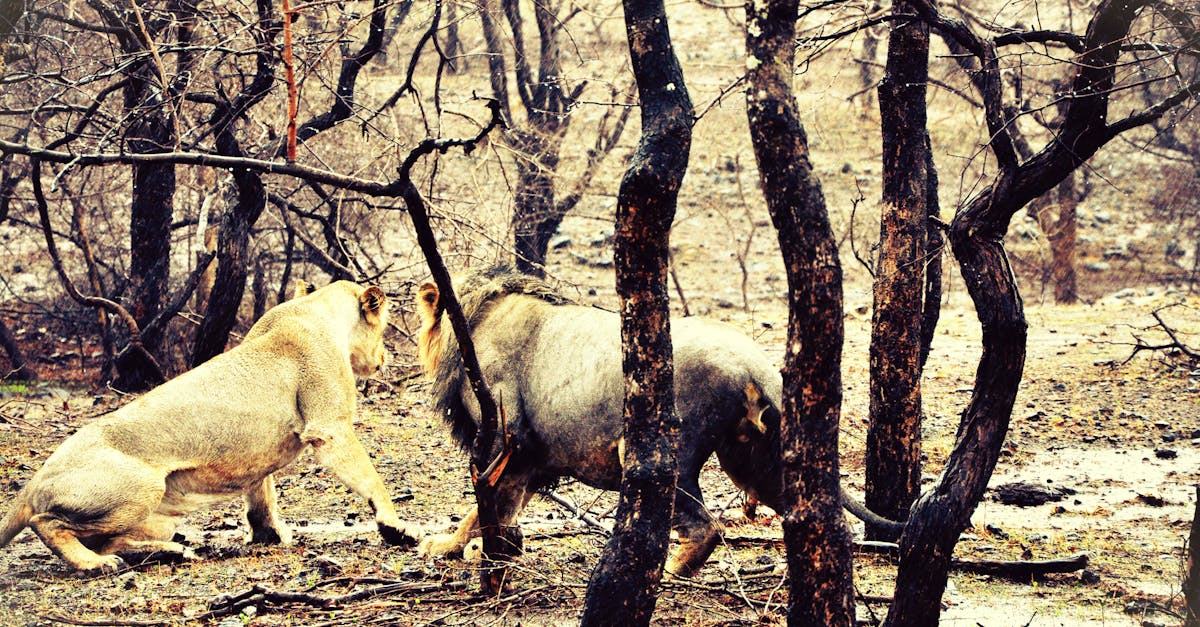 découvrez la beauté des forêts indiennes, richesses de la biodiversité, offrant des paysages majestueux et des écosystèmes uniques. explorez la faune et la flore exceptionnelles qui peuplent ces espaces sauvages et laissez-vous envoûter par la magie des paysages naturels de l'inde.