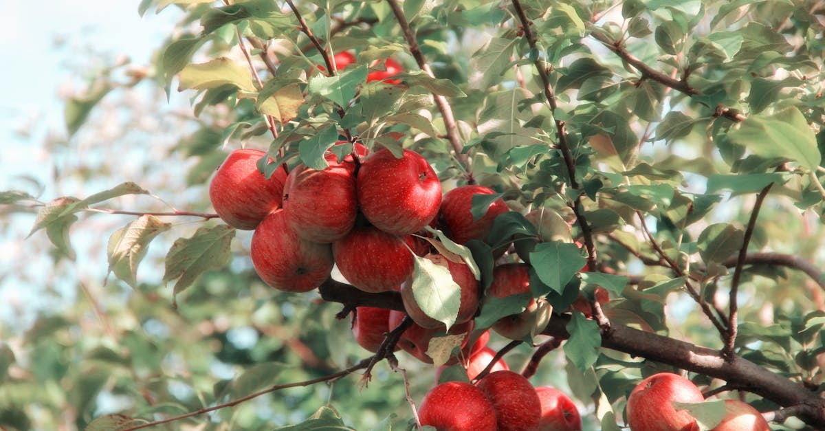découvrez une sélection de producteurs locaux passionnés, offrant des produits authentiques et de qualité. soutenez l'agriculture durable et le savoir-faire artisanal en vous engageant avec notre communauté de producteurs près de chez vous.