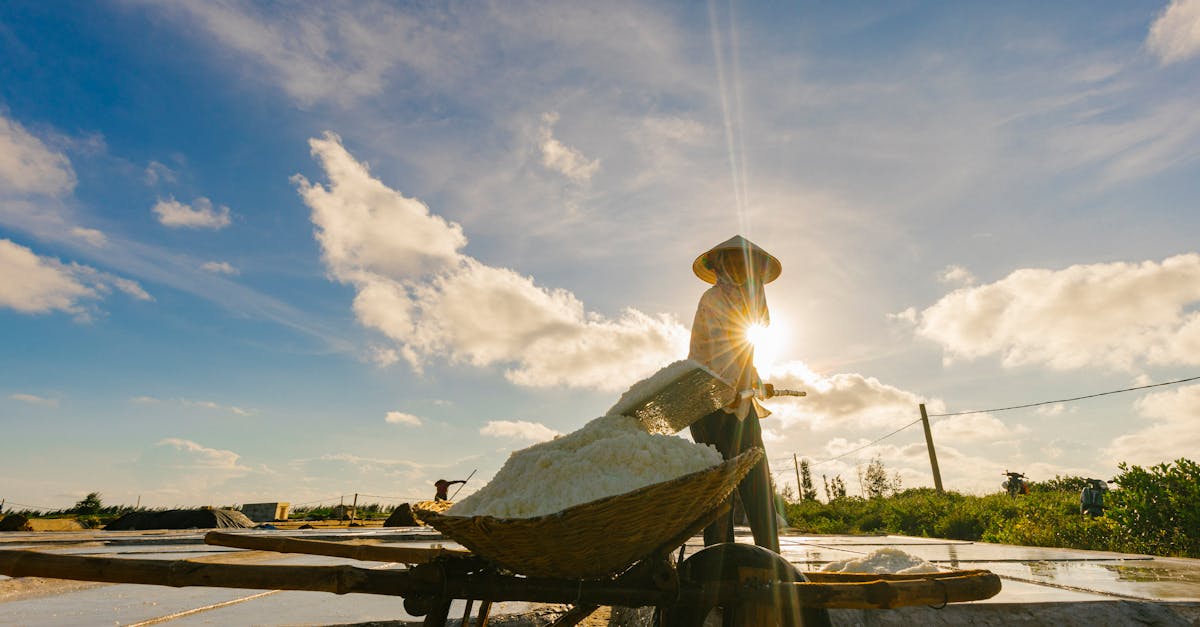 découvrez l'univers fascinant des salt farmers, ces artisans passionnés qui exploitent la richesse des salins. apprenez les techniques traditionnelles de récolte du sel, les enjeux de durabilité et l'importance de cette industrie dans notre alimentation et notre écosystème. plongez dans une aventure unique au cœur des paysages salins.