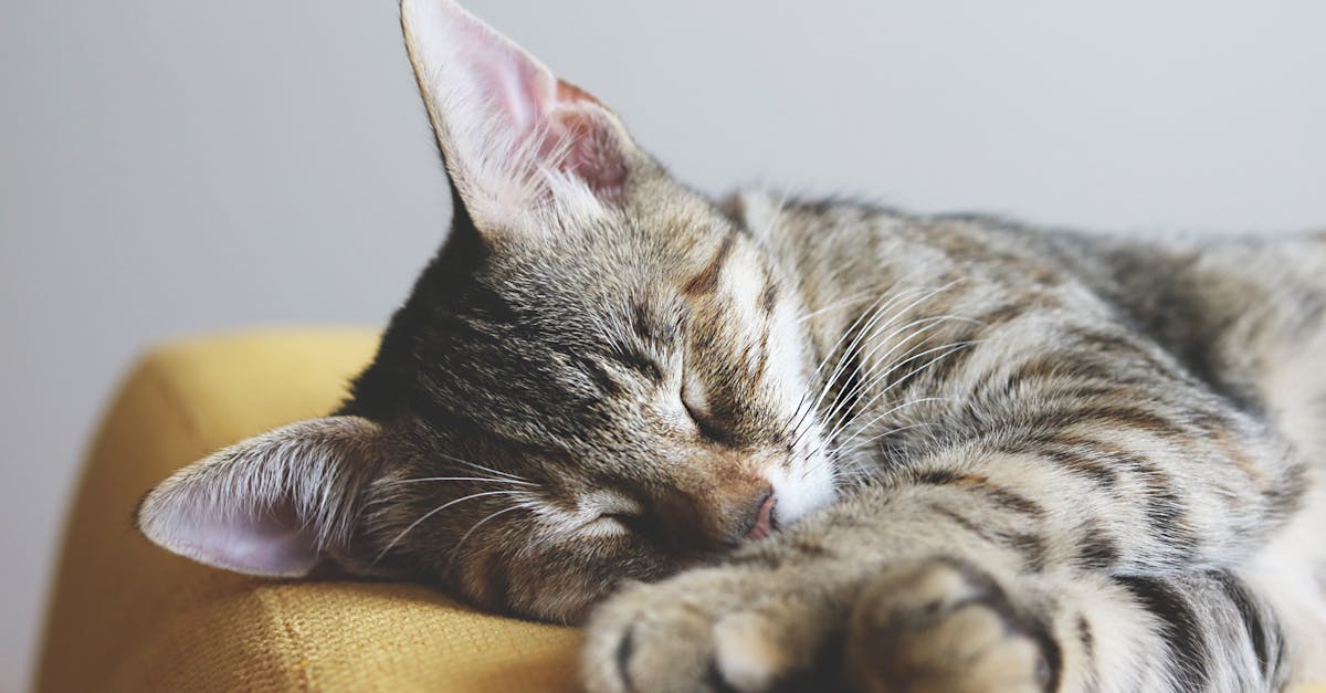 découvrez l'art de la sieste, ce moment privilégié de repos qui revitalise le corps et l'esprit. apprenez comment intégrer cette pause bien-être dans votre quotidien pour améliorer votre productivité et votre santé.