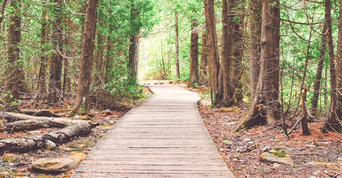 découvrez le monde fascinant du trail, une activité passionnante qui allie aventure et nature. explorez des sentiers pittoresques, améliorez votre condition physique et vivez des moments inoubliables au cœur des paysages sauvages. rejoignez la communauté des passionnés et lancez-vous dans votre prochaine course en plein air.