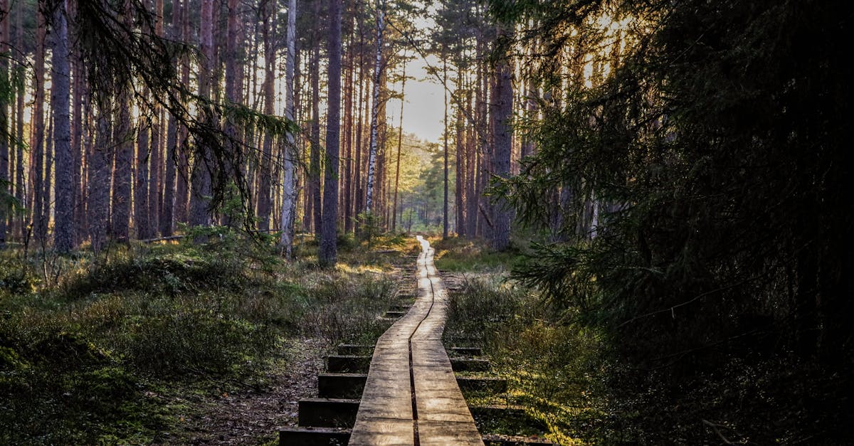 découvrez l'univers du trail, une aventure sportive en pleine nature qui mêle course à pied et exploration de paysages variés. que vous soyez débutant ou expérimenté, plongez dans l'adrénaline des sentiers escarpés et profitez des bienfaits de la randonnée tout en testant votre endurance.