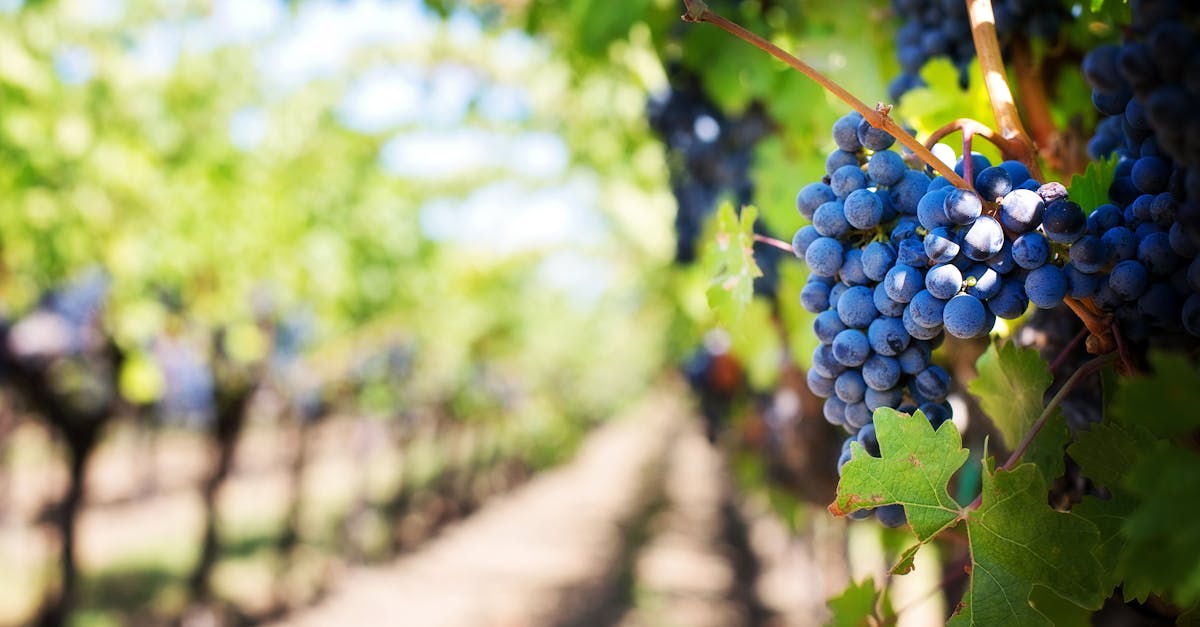 découvrez l'univers fascinant du vin : des conseils pour choisir, déguster et apprécier les différentes variétés, des accords mets-vins savoureux, et des astuces pour explorer les meilleures régions viticoles. plongez dans l'art de la vinification et laissez-vous séduire par les arômes et les saveurs de chaque gorgée.